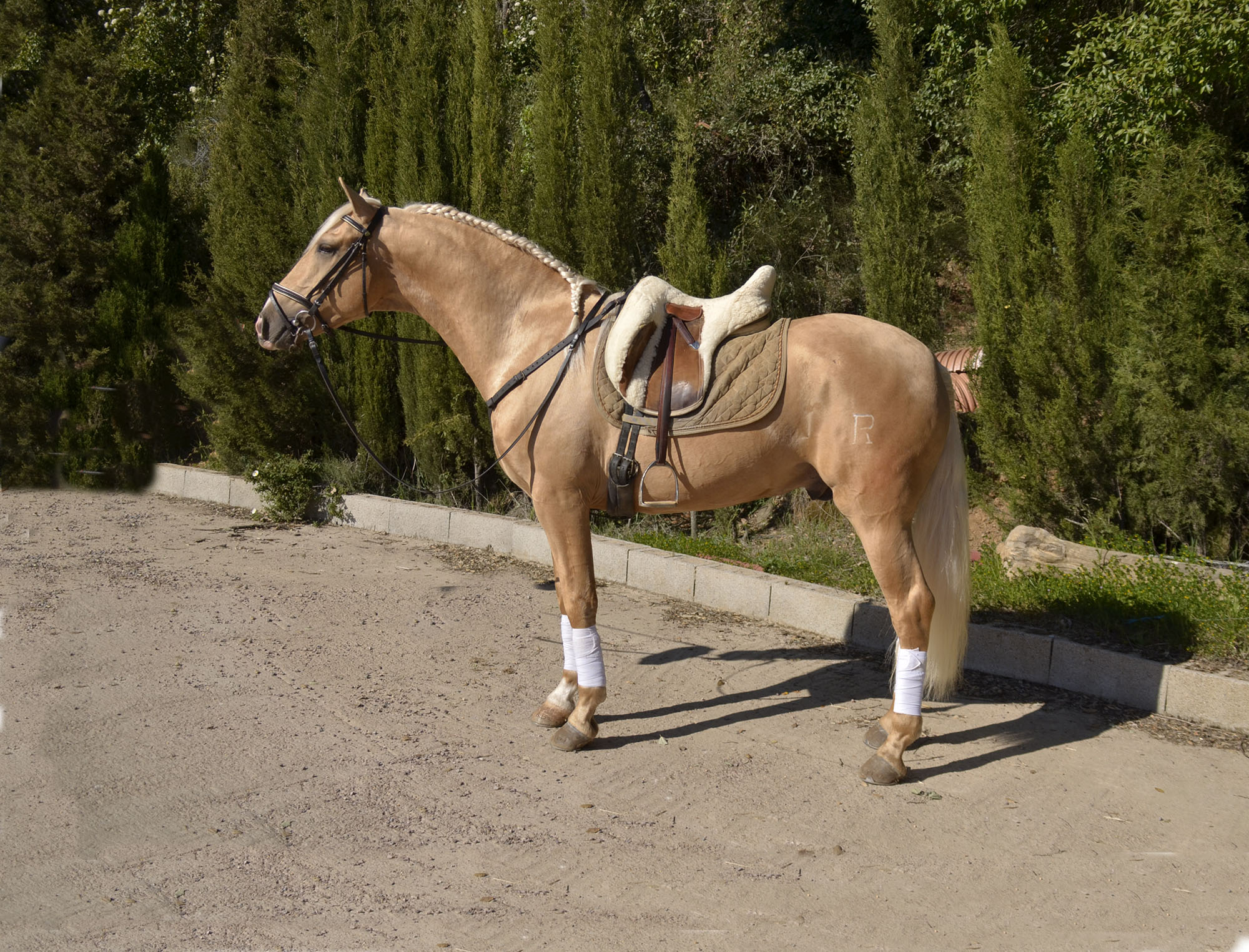 Caballo en Venta